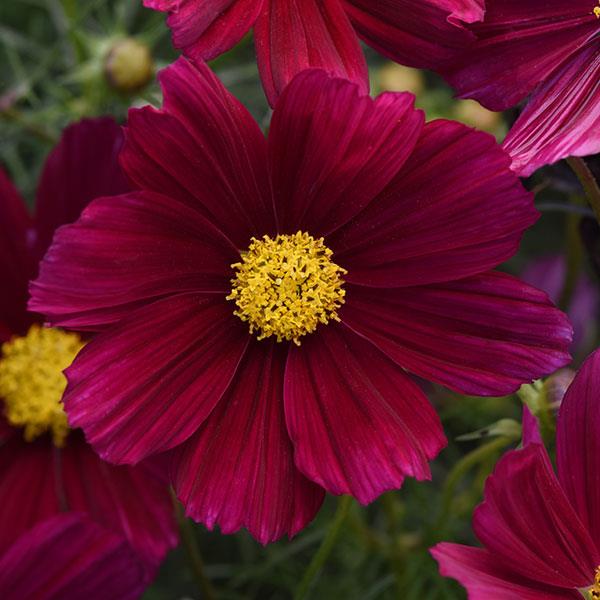 Cosmos bipinatus Sonata Series Purple Shades 1000 semien